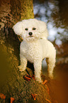 standing Bichon Frise