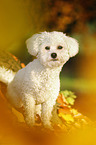 sitting Bichon Frise