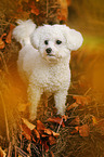 standing Bichon Frise