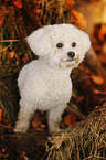 standing Bichon Frise