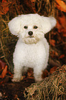 standing Bichon Frise