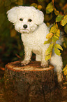 standing Bichon Frise