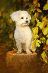 sitting Bichon Frise