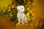 sitting Bichon Frise