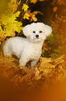 standing Bichon Frise