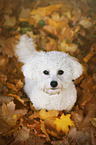 sitting Bichon Frise