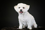 sitting Bichon Frise