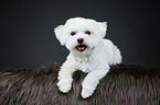 lying Bichon Frise