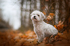 sitting Bichon Frise