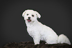 sitting Bichon Frise