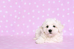 lying Bichon Frise Puppy