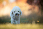 walking Bichon Frise