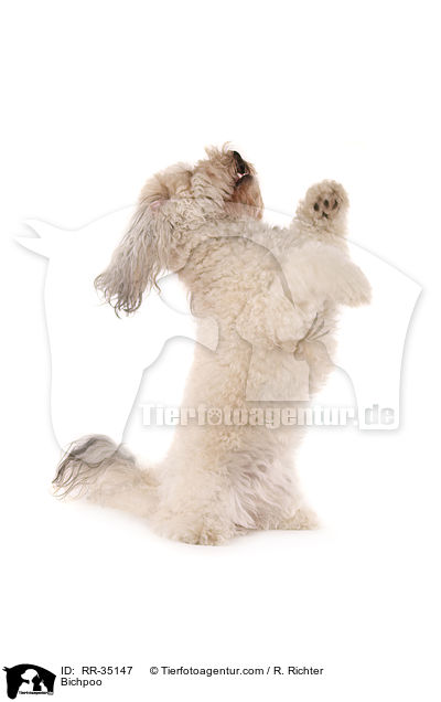 Bichon-Frise-Pudel-Mischling / Bichpoo / RR-35147