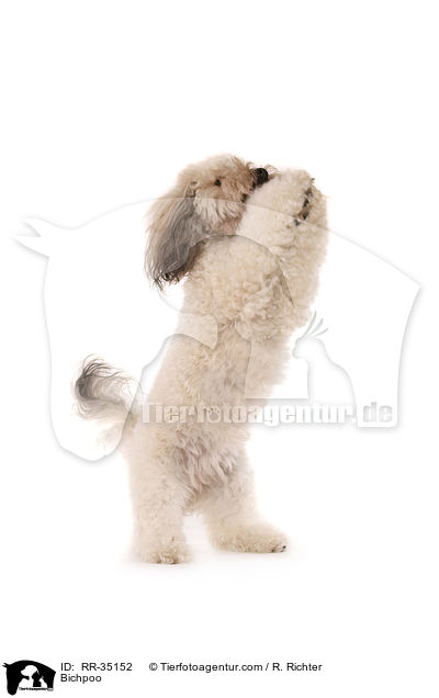 Bichon-Frise-Pudel-Mischling / Bichpoo / RR-35152