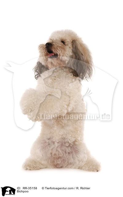 Bichon-Frise-Pudel-Mischling / Bichpoo / RR-35158