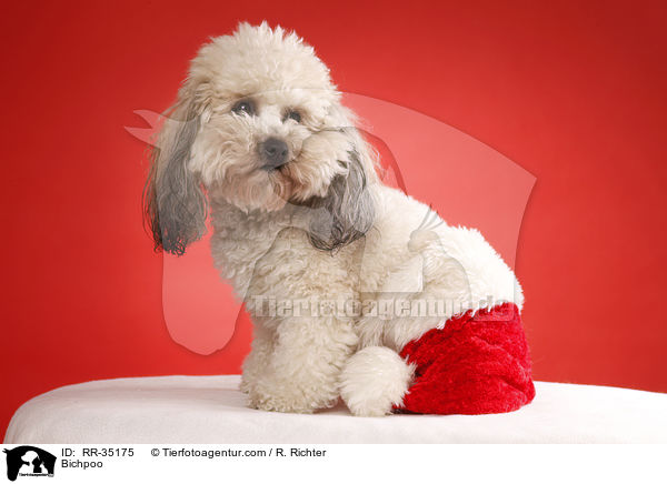 Bichon-Frise-Pudel-Mischling / Bichpoo / RR-35175