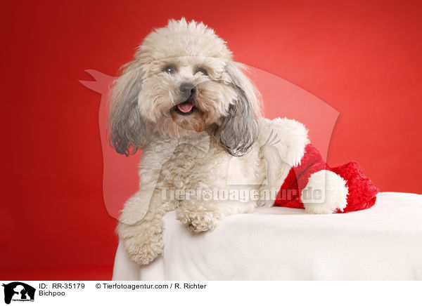 Bichon-Frise-Pudel-Mischling / Bichpoo / RR-35179