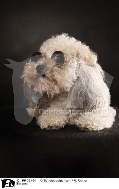 Bichon-Frise-Pudel-Mischling / Bichpoo / RR-35194