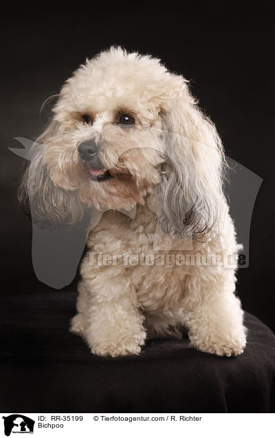 Bichon-Frise-Pudel-Mischling / Bichpoo / RR-35199