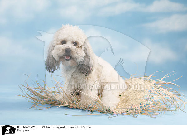 Bichon-Frise-Pudel-Mischling / Bichpoo / RR-35218