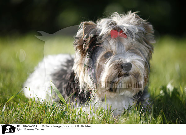 liegender Biewer Terrier / lying Biewer Terrier / RR-54314