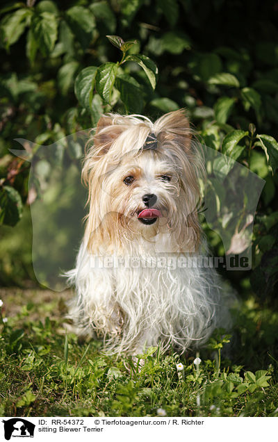 sitzender Biewer Terrier / sitting Biewer Terrier / RR-54372