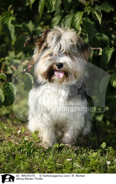 sitzender Biewer Terrier / sitting Biewer Terrier / RR-54375