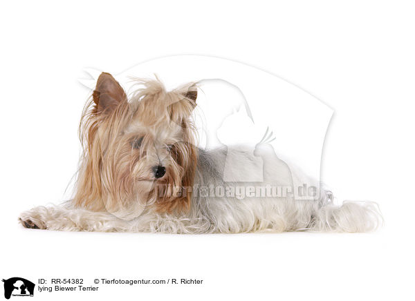 liegender Biewer Terrier / lying Biewer Terrier / RR-54382