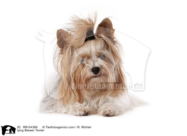 liegender Biewer Terrier / lying Biewer Terrier / RR-54386