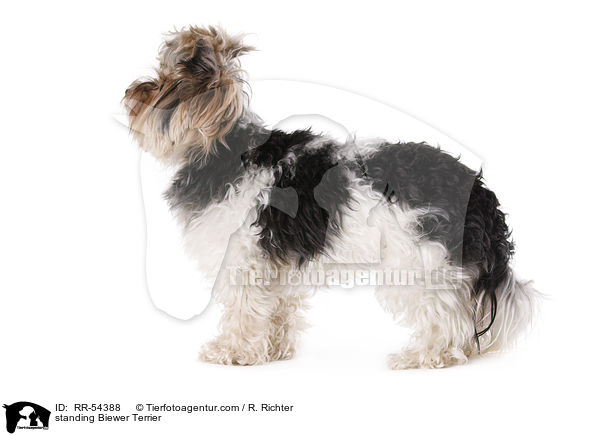 stehender Biewer Terrier / standing Biewer Terrier / RR-54388