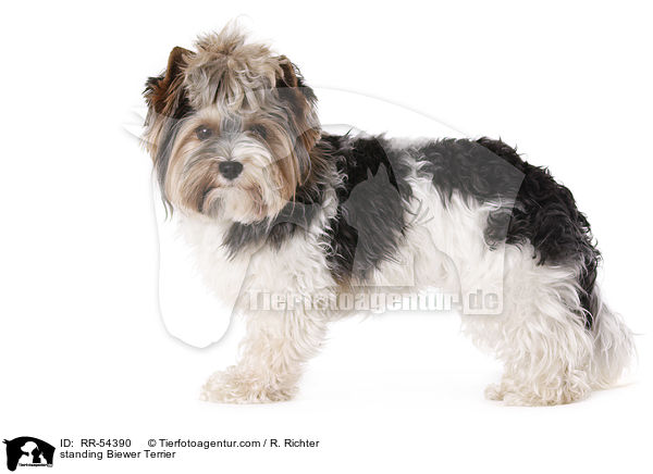 stehender Biewer Terrier / standing Biewer Terrier / RR-54390