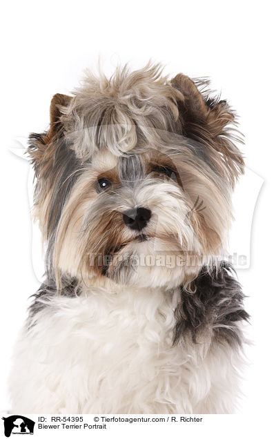 Biewer Terrier Portrait / Biewer Terrier Portrait / RR-54395