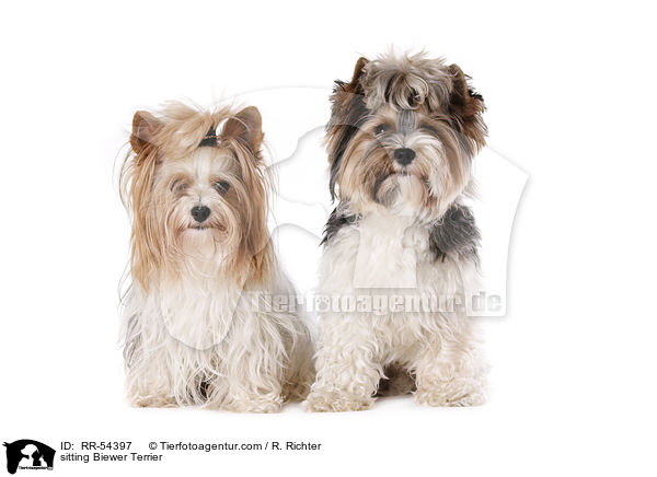 sitzender Biewer Terrier / sitting Biewer Terrier / RR-54397