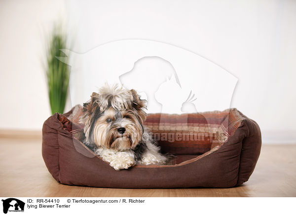 liegender Biewer Terrier / lying Biewer Terrier / RR-54410