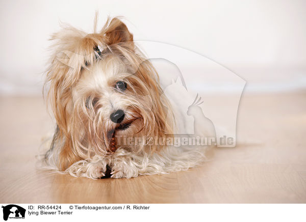 liegender Biewer Terrier / lying Biewer Terrier / RR-54424