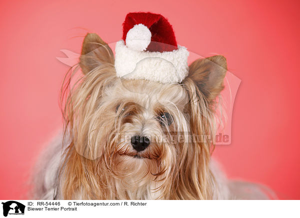 Biewer Terrier Portrait / Biewer Terrier Portrait / RR-54446