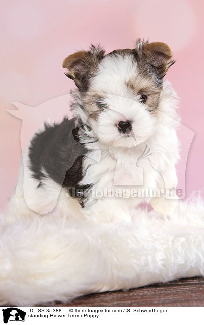 stehender Biewer Terrier Welpe / standing Biewer Terrier Puppy / SS-35388