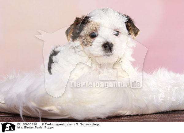 liegender Biewer Terrier Welpe / lying Biewer Terrier Puppy / SS-35390