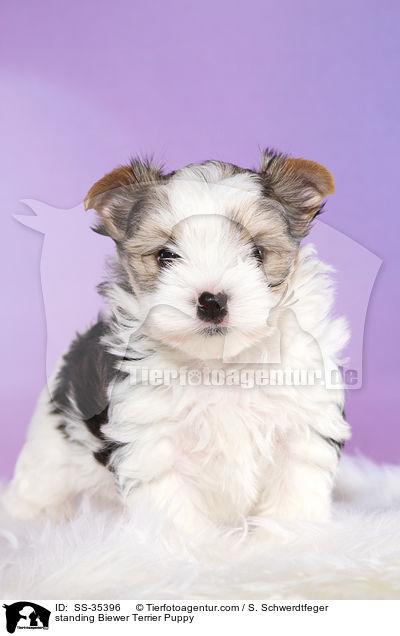 stehender Biewer Terrier Welpe / standing Biewer Terrier Puppy / SS-35396