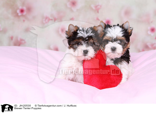 Biewer Terrier Welpen / Biewer Terrier Puppies / JH-20530