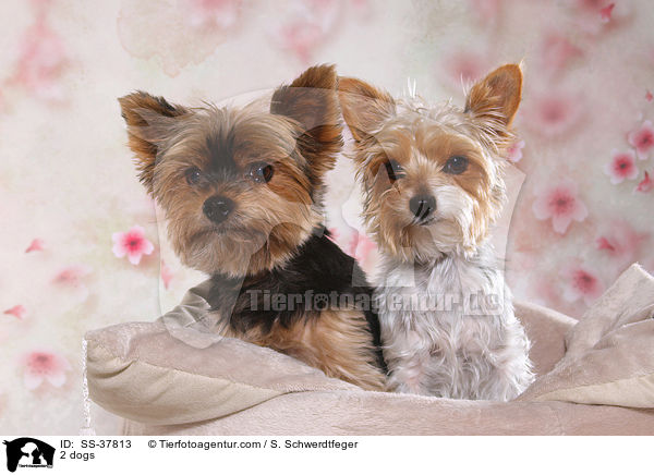 2 Hunde / 2 dogs / SS-37813