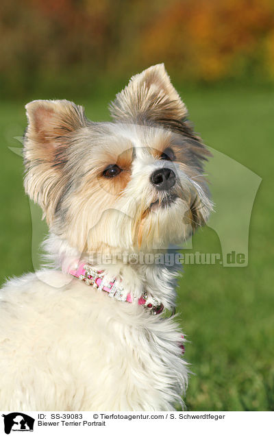 Biewer Terrier Portrait / Biewer Terrier Portrait / SS-39083