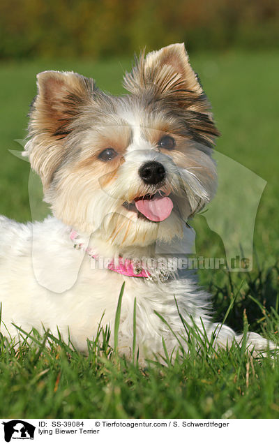 liegender Biewer Terrier / lying Biewer Terrier / SS-39084