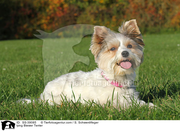 liegender Biewer Terrier / lying Biewer Terrier / SS-39085