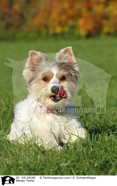 Biewer Terrier / Biewer Terrier / SS-39086