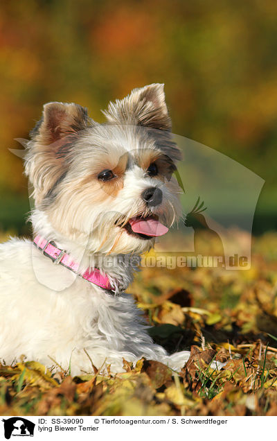 liegender Biewer Terrier / lying Biewer Terrier / SS-39090