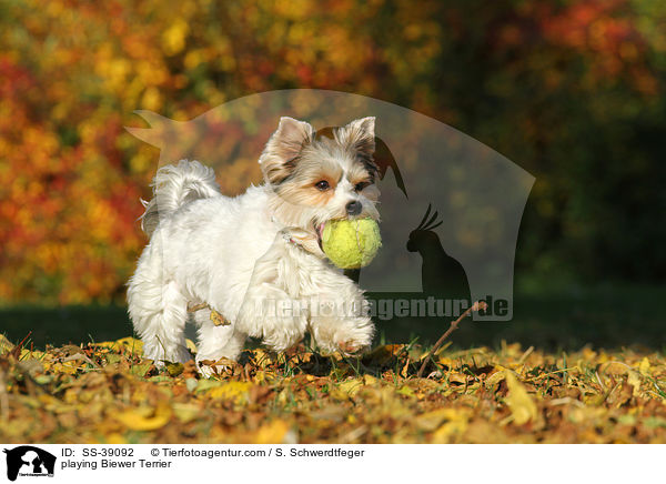 playing Biewer Terrier / SS-39092