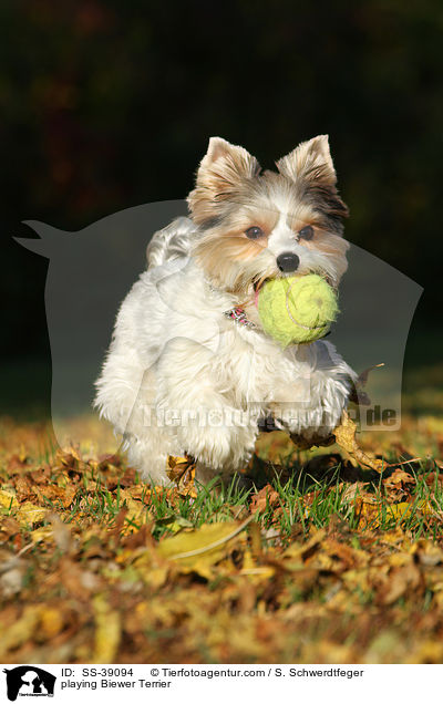 spielender Biewer Terrier / playing Biewer Terrier / SS-39094