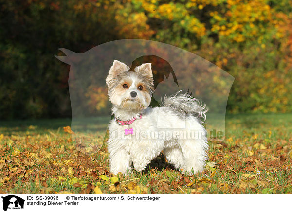 stehender Biewer Terrier / standing Biewer Terrier / SS-39096