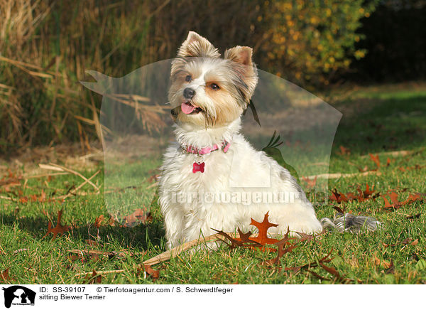 sitzender Biewer Terrier / sitting Biewer Terrier / SS-39107